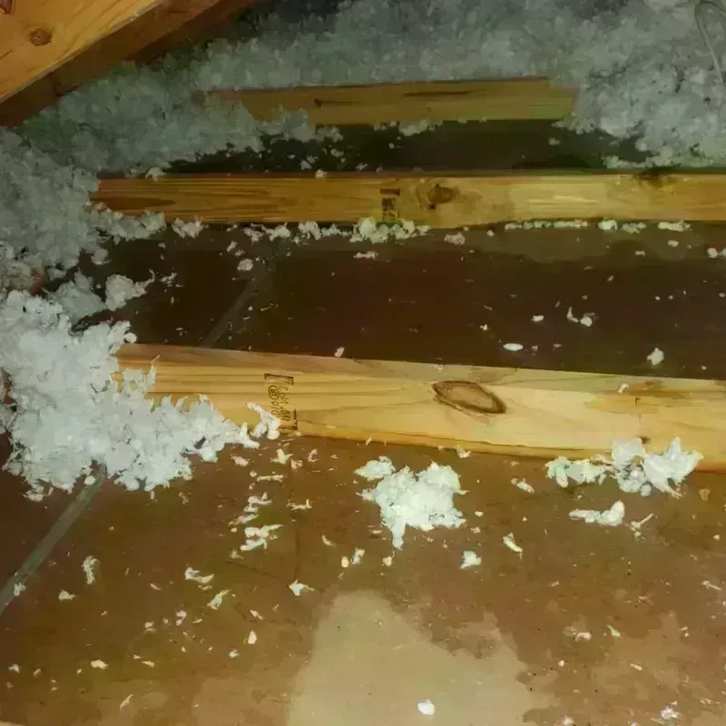 Attic Water Damage in Meadow Woods, FL